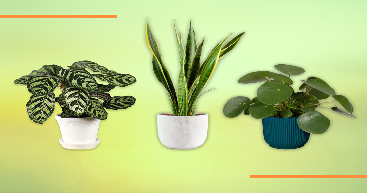 House plants deals uk